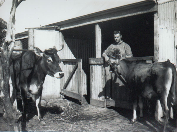 A man standing in a shed with two cows.