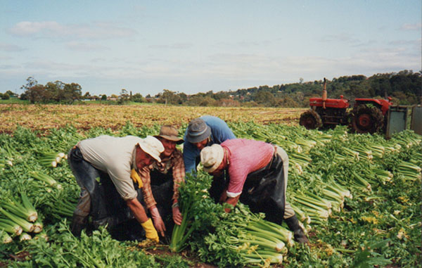 Lorenz family cutting celery.