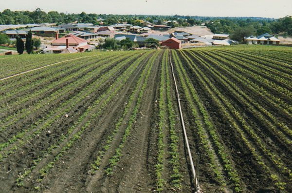 Emery family preparing the celery crop.