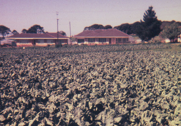 A field planted with crops.