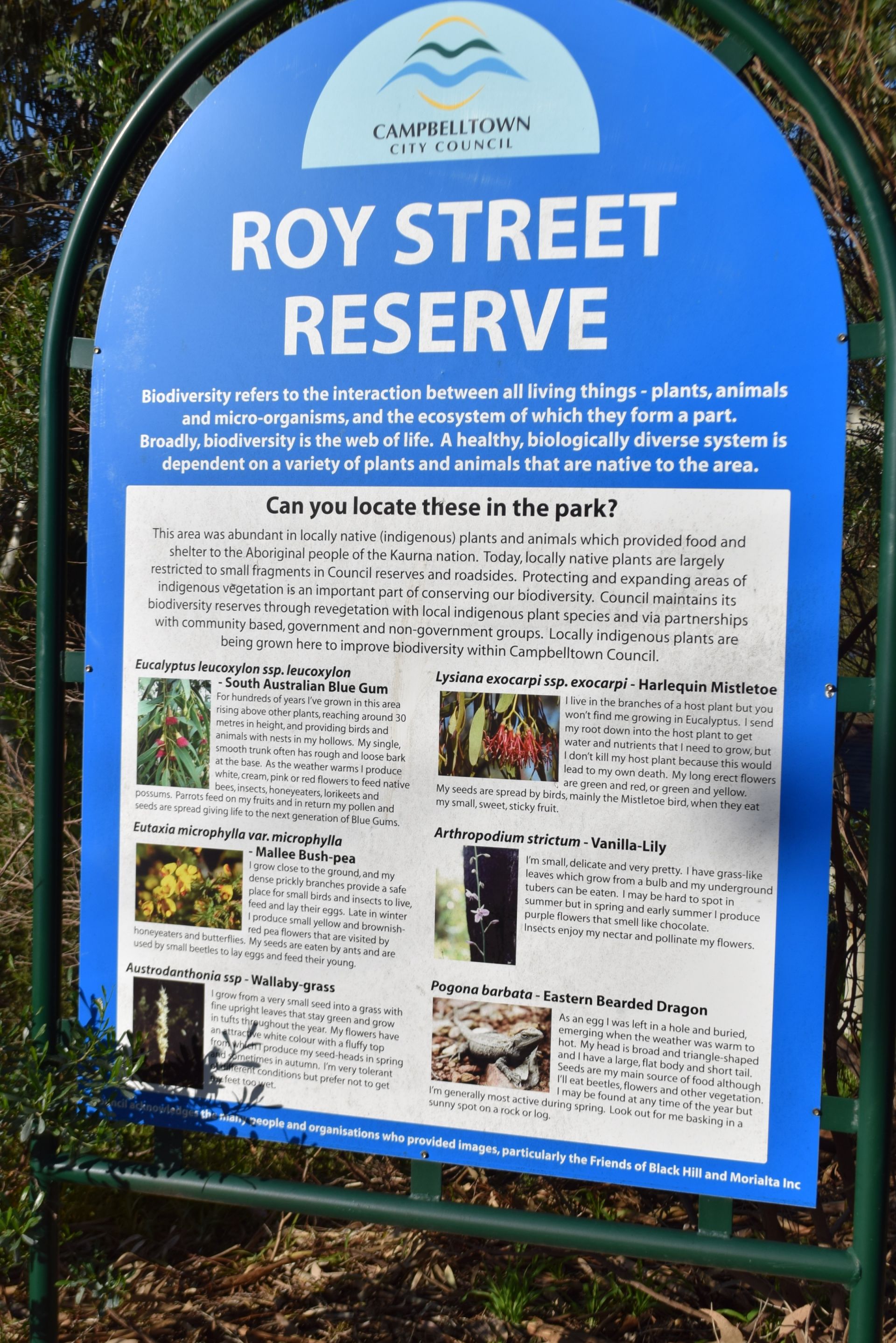 Roy Street Reserve
