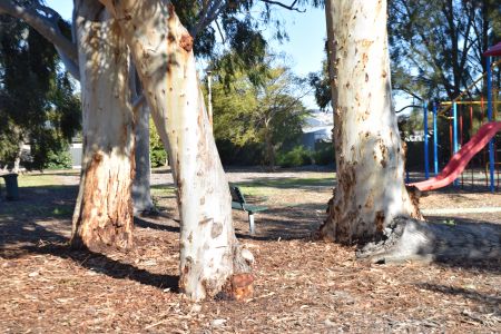 Pitt Street Reserve