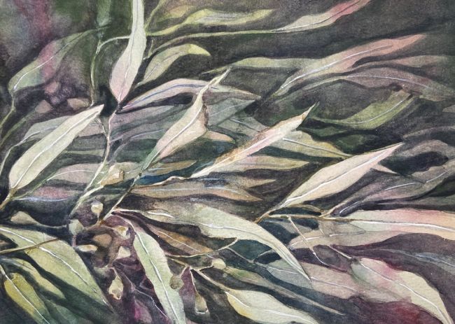 A watercolour painting of gum leaves and gumnuts by artist Joy Wuttke.