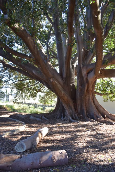 Pulford Grove Reserve
