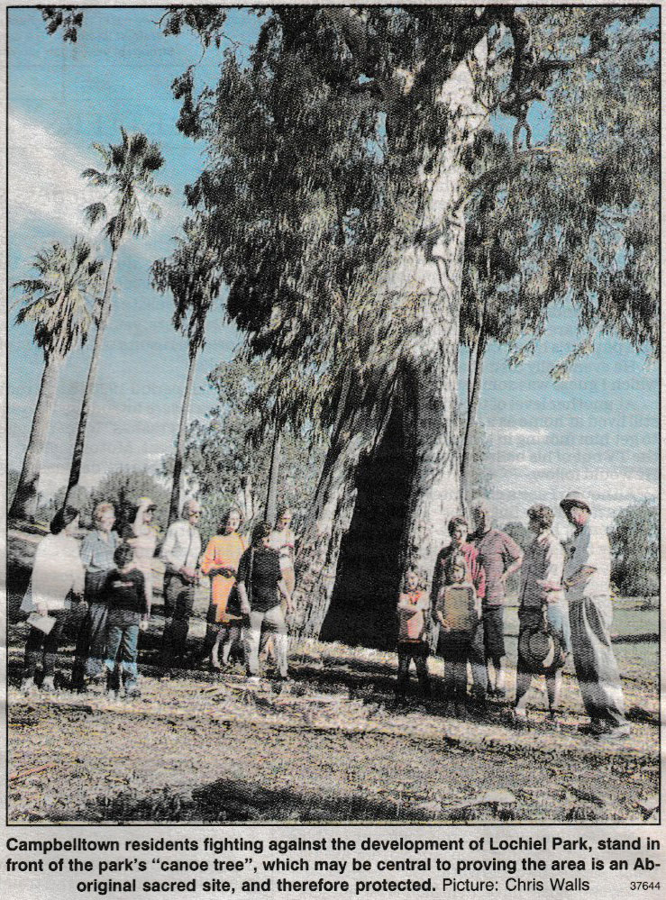 A 'canoe tree' at Lochiel Park