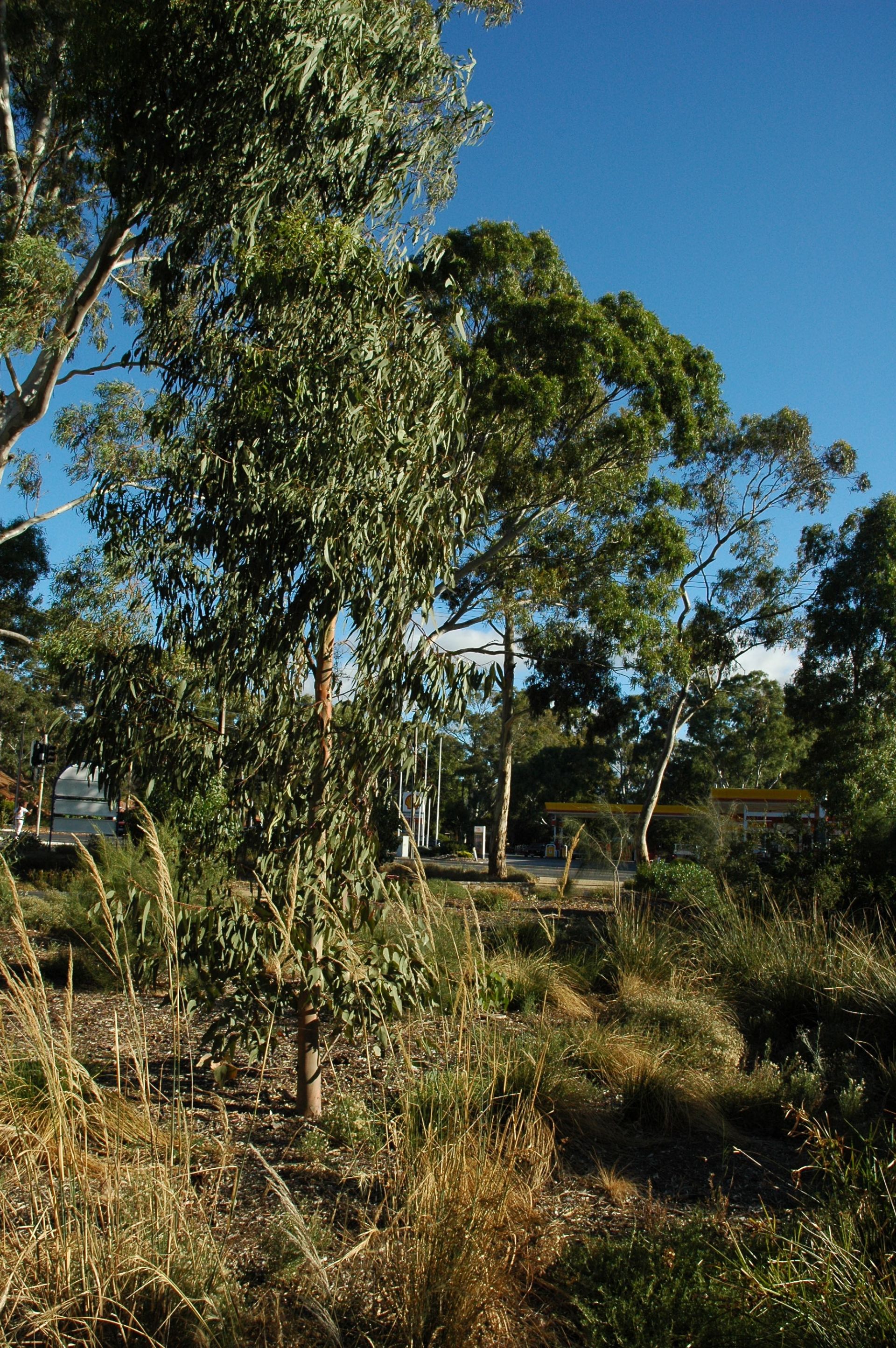 Biodiversity Park