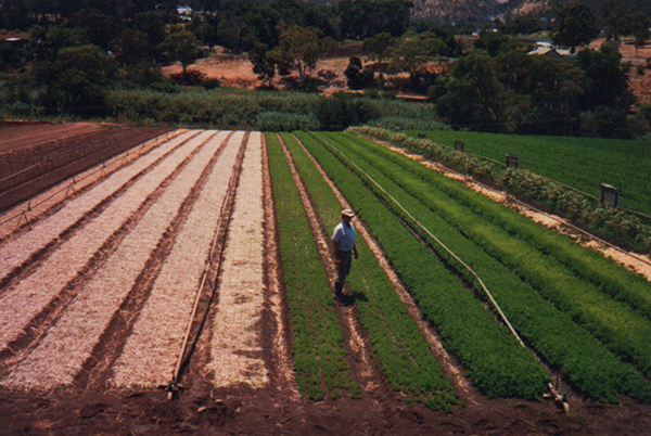 Lorenz family market garden.