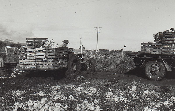 A tractor loaded with crates of cauliflowers.