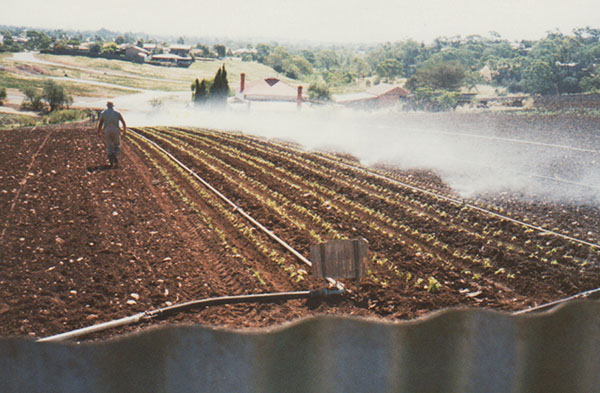 Planting a market garden with sprinklers on.