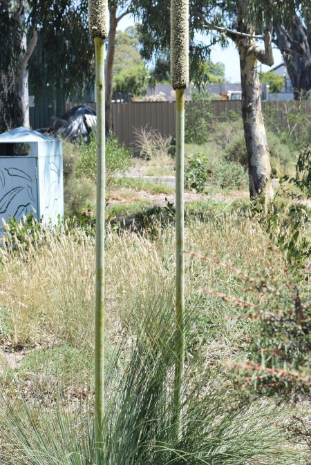 Biodiversity Park