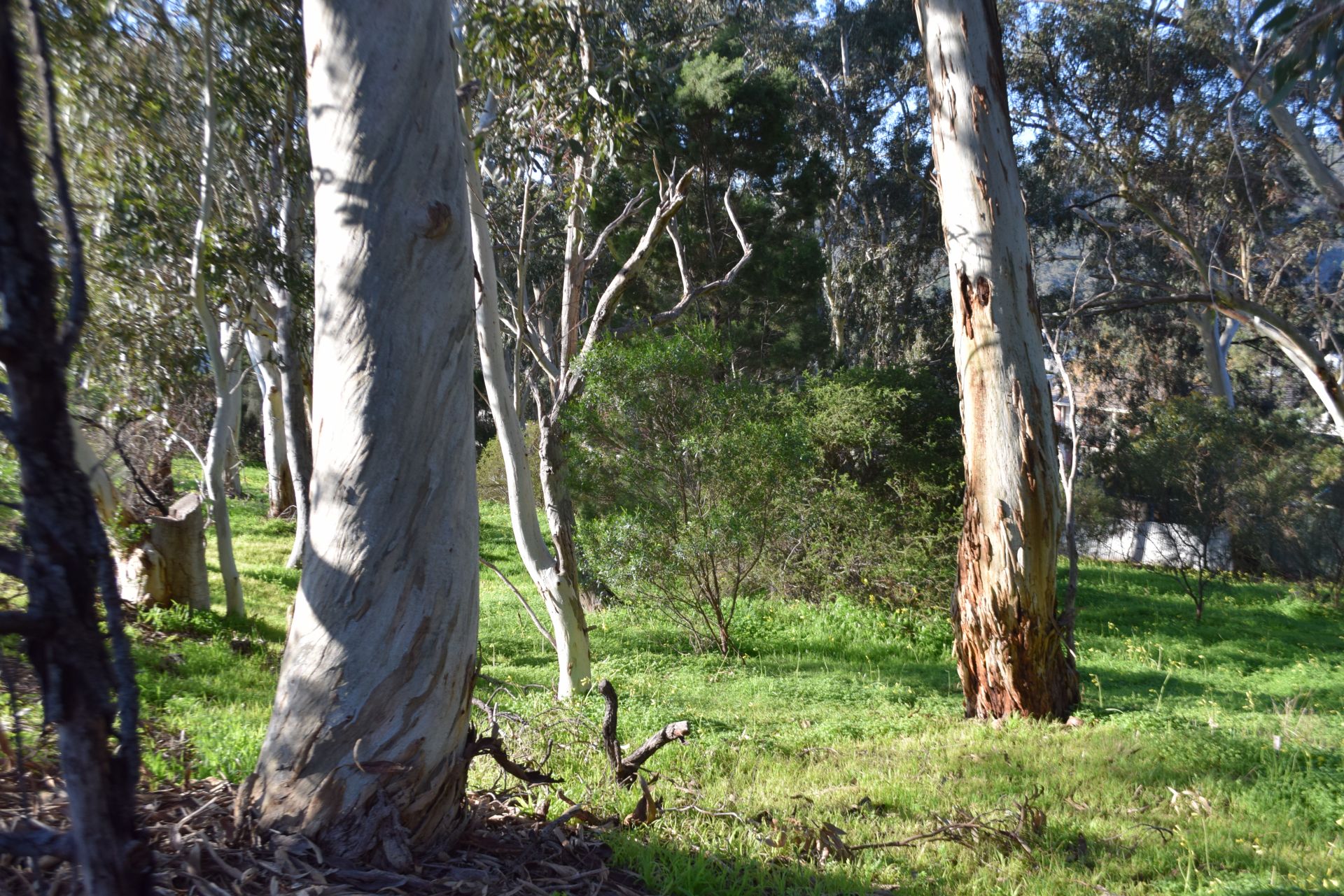 Roy Street Reserve