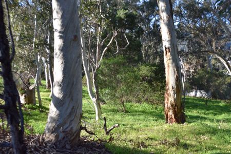 Roy Street Reserve