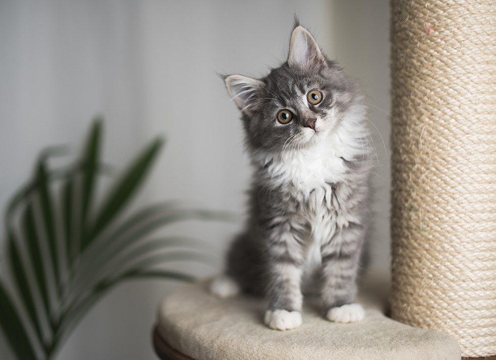 A fluffy kitten sitting on a scratching post.