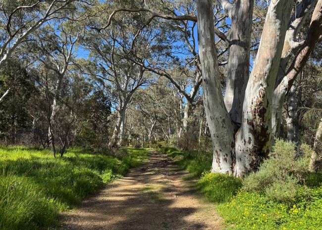 Wadmore Park - Pulyonna Wirra walkway