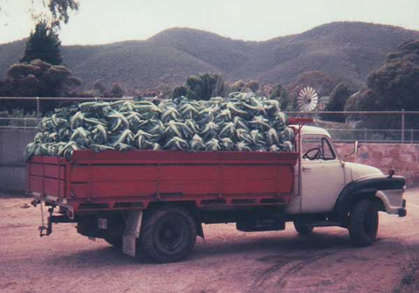 A truck loaded with cauliflowers.
