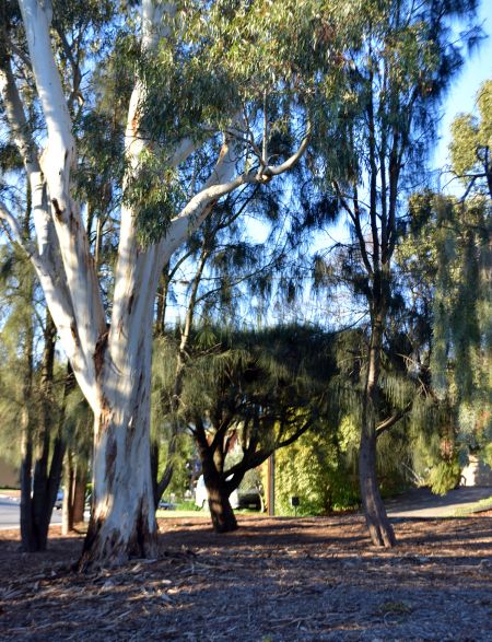 Medway Crescent Reserve - Trees