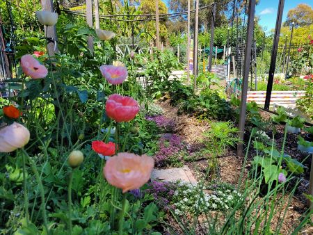 Lochiel Park Community Garden Poppies