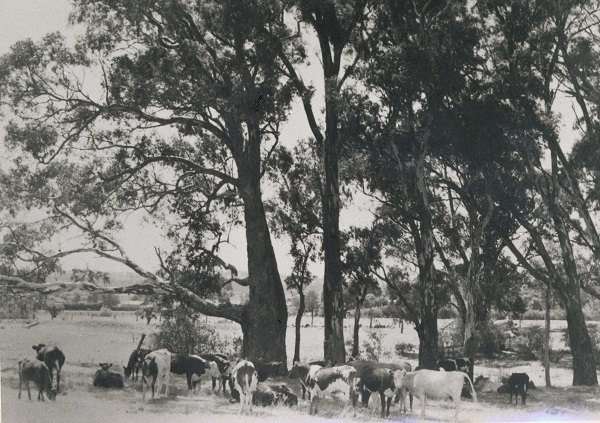 A herd of cows on the land where St Ignatius College now stands.