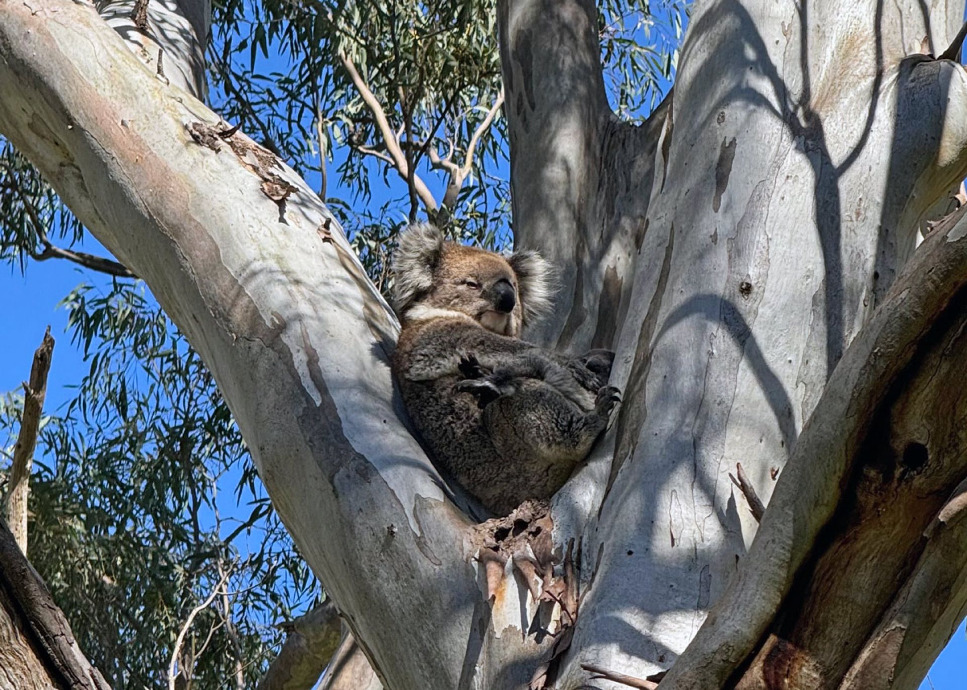 Koala