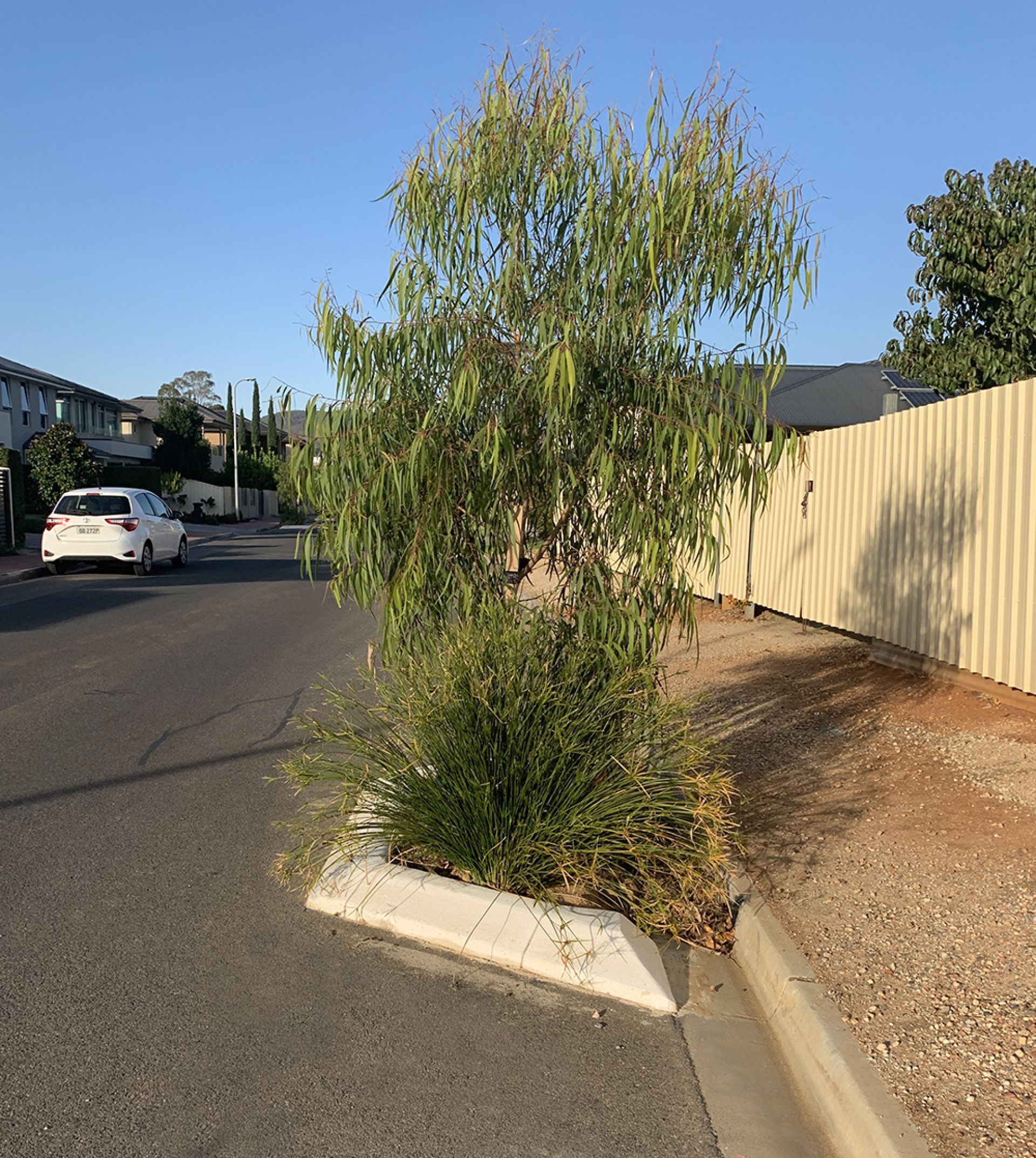 Tree Verge