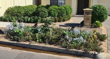 A verge in front of a home planted with various small plants.