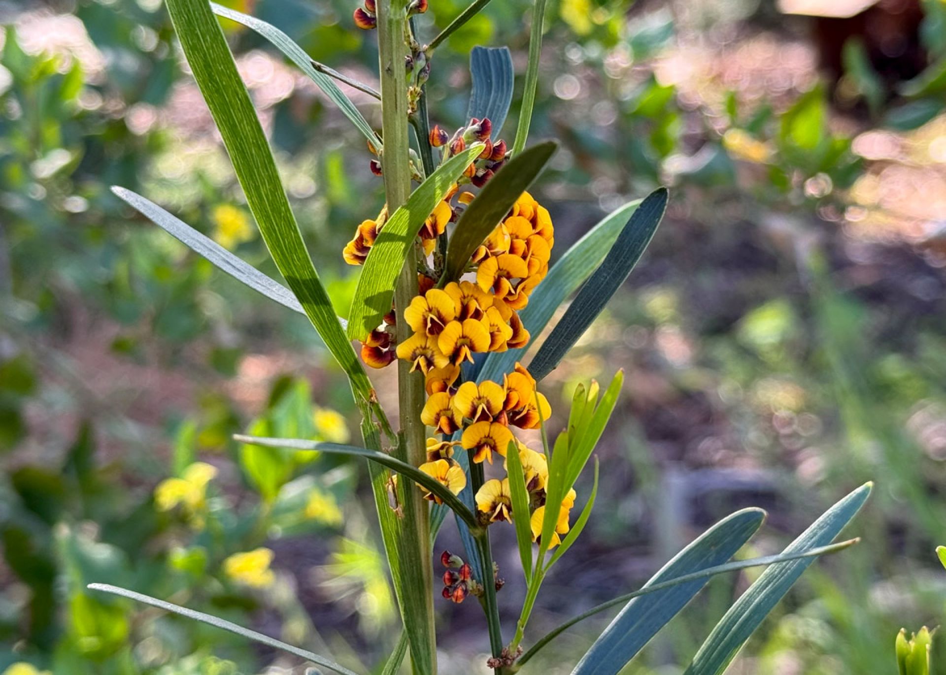 Gorse Bitter Pea (Daviesia Ulicifolia)
