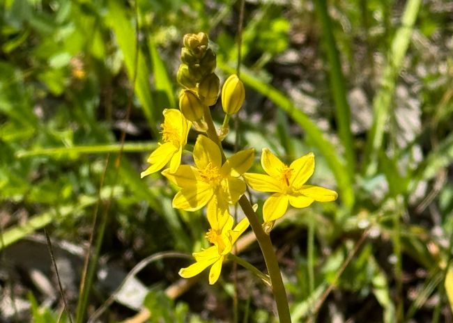 Bulbine Lily (Bulbine Bulbosa)