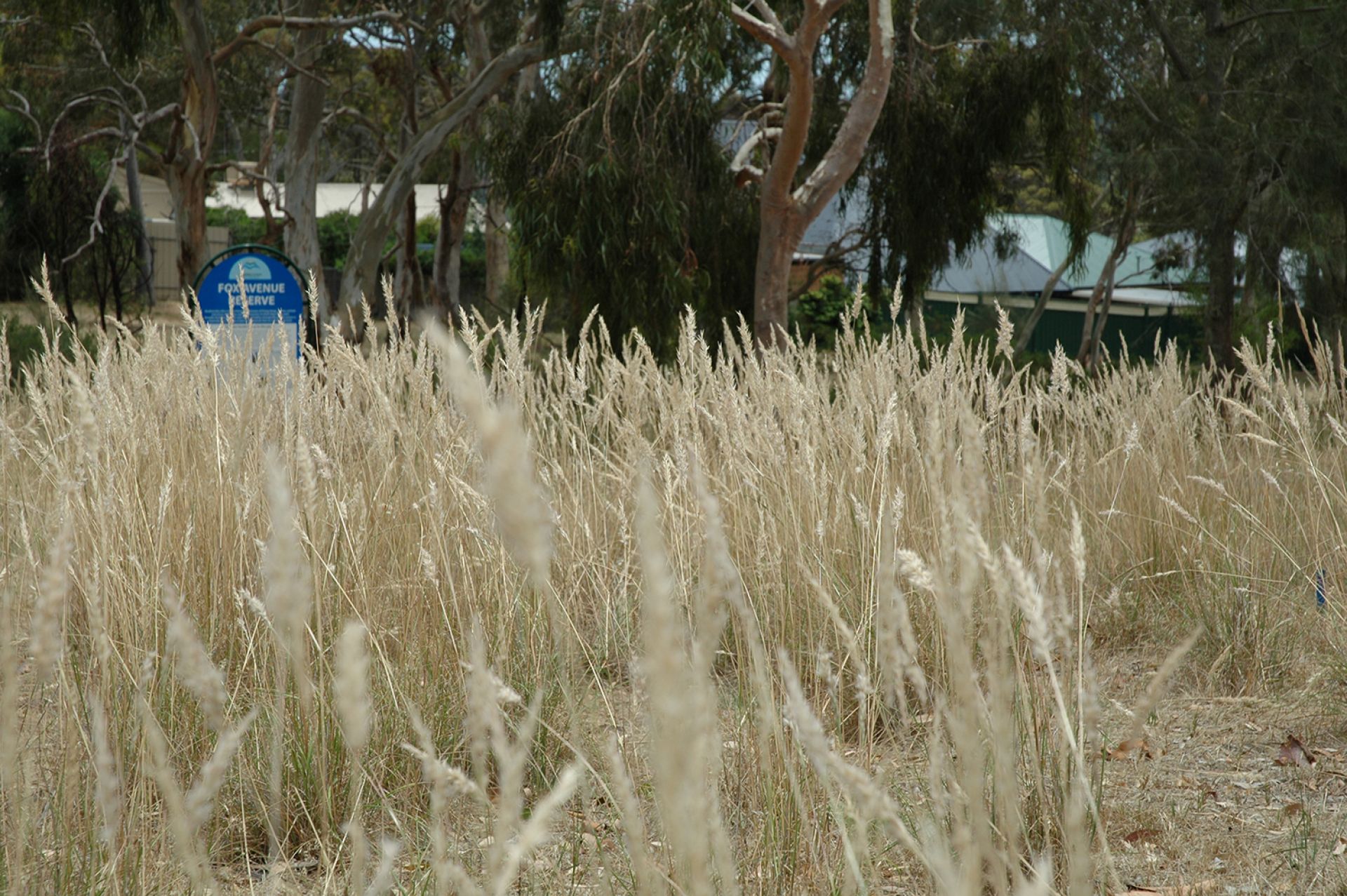 Fox Avenue Reserve