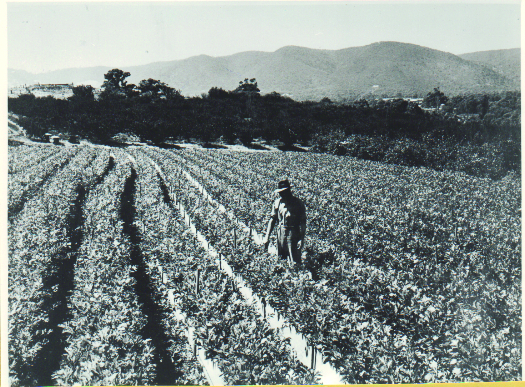A man standing in a field of celery.