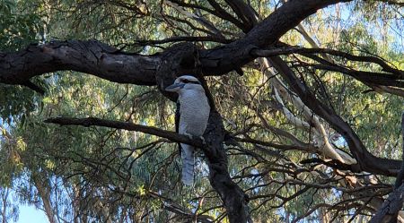 The competition winning photograph of a kookaburra by Christian Trigg.