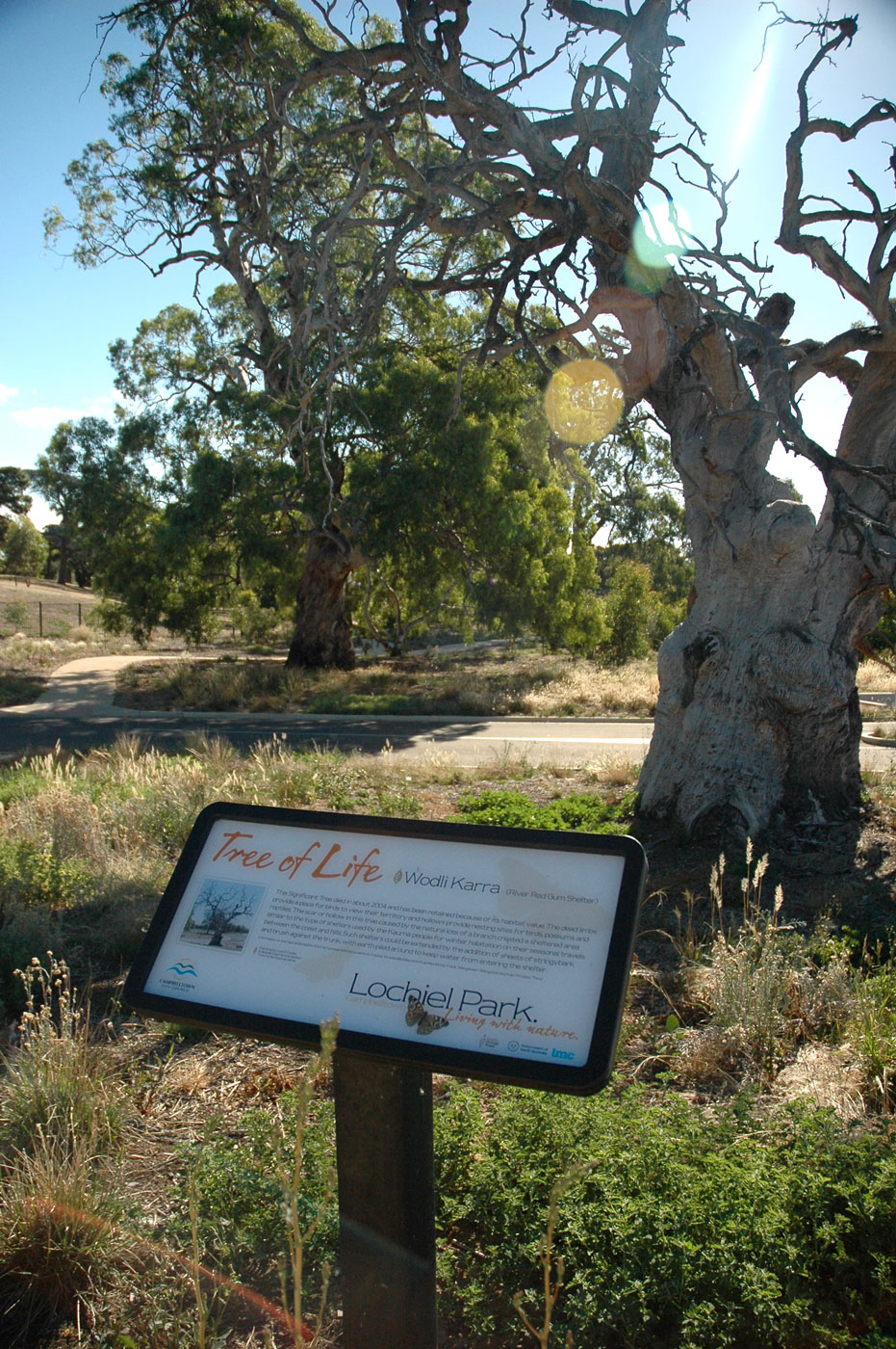 'Tree of Life' at Lochiel Park