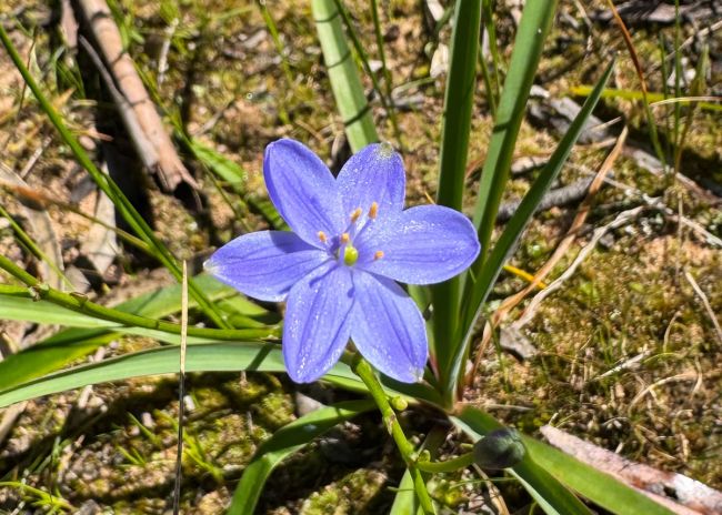 Blue Stars (Chamaescilla Corymbosa)