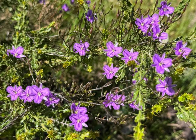 Twining Fringe Lily (Thysanotus Patersonii)