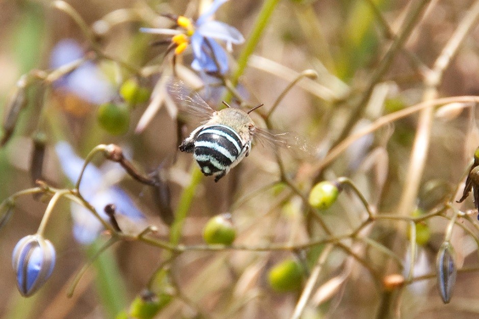Native Bee Project - Blue Banded Bee