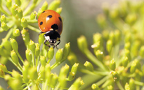 Lochiel Park - Ladybug