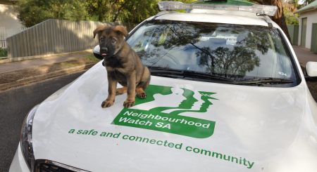 A puppy sitting on the bonnet of a car which has the Neighbourhood Watch logo on it.