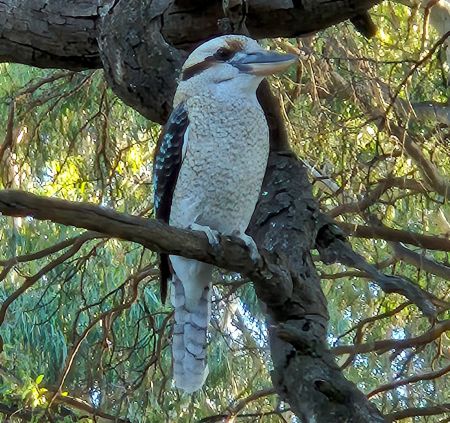 The competition winning photograph of a kookaburra by Christian Trigg.