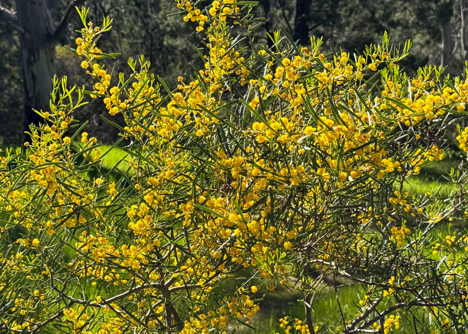 Wattle