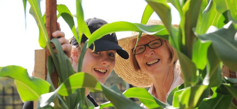 Lochiel Park Community Garden