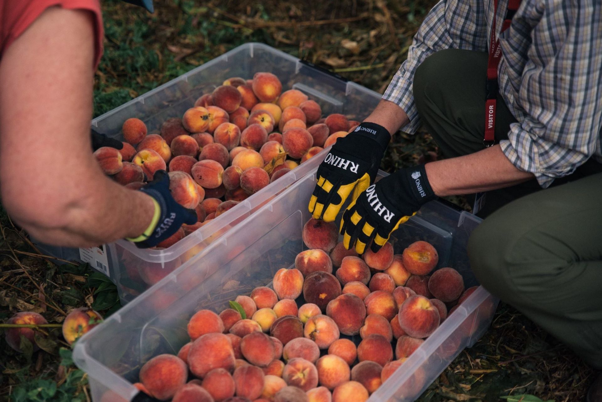 Campbelltown Fruit Crew harvesting peaches
