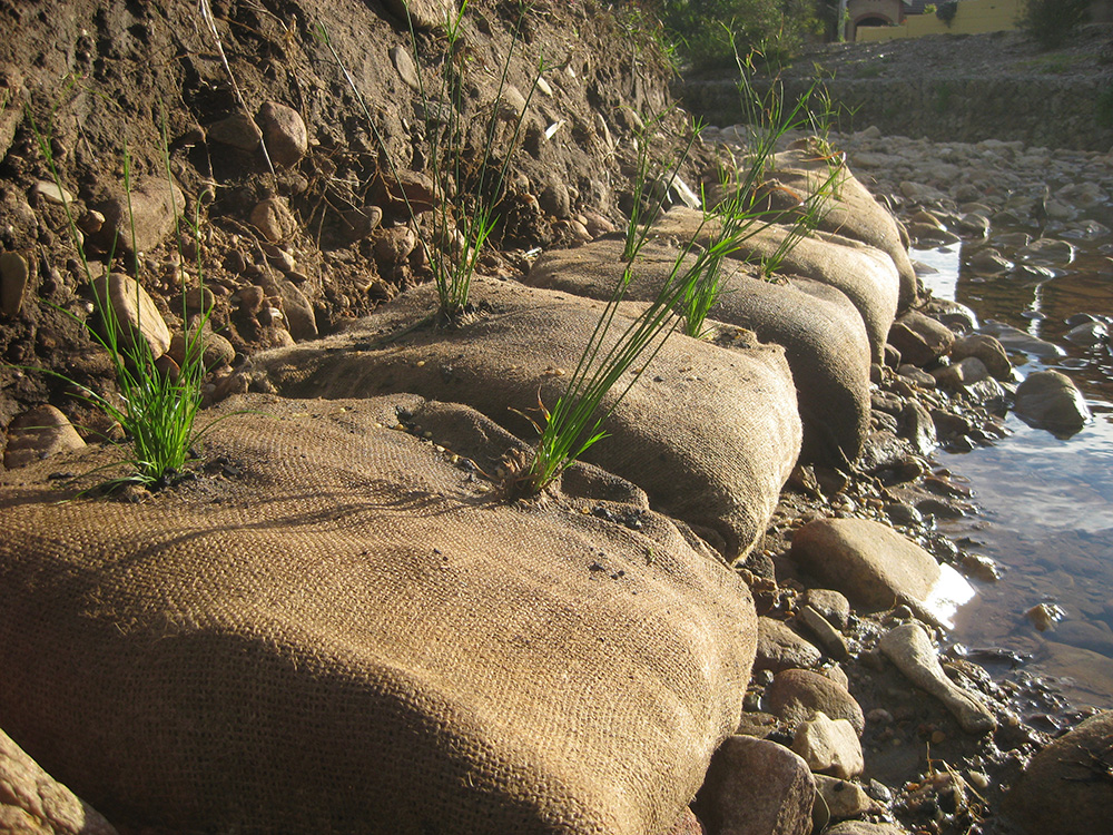 The bank of a creek with erosion control sandbags and plants.