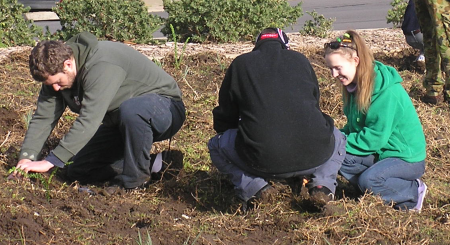 People kneeling down planting trees.