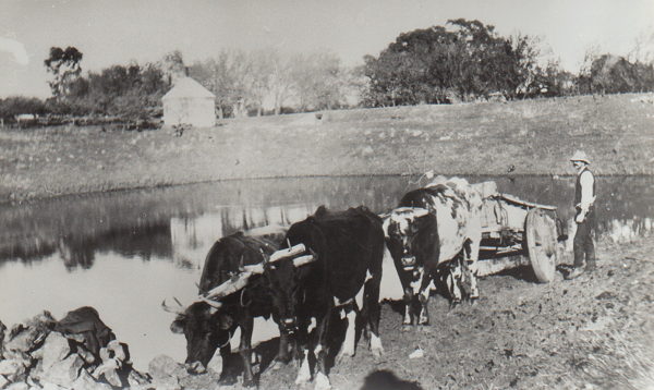 Chummy Austin working with his team of bullocks on the dam at Rostrevor House in 1913.