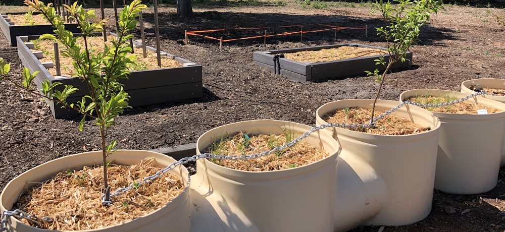 Newton Community Garden