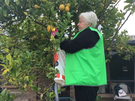 Campbelltown Fruit Crew harvesting lemons