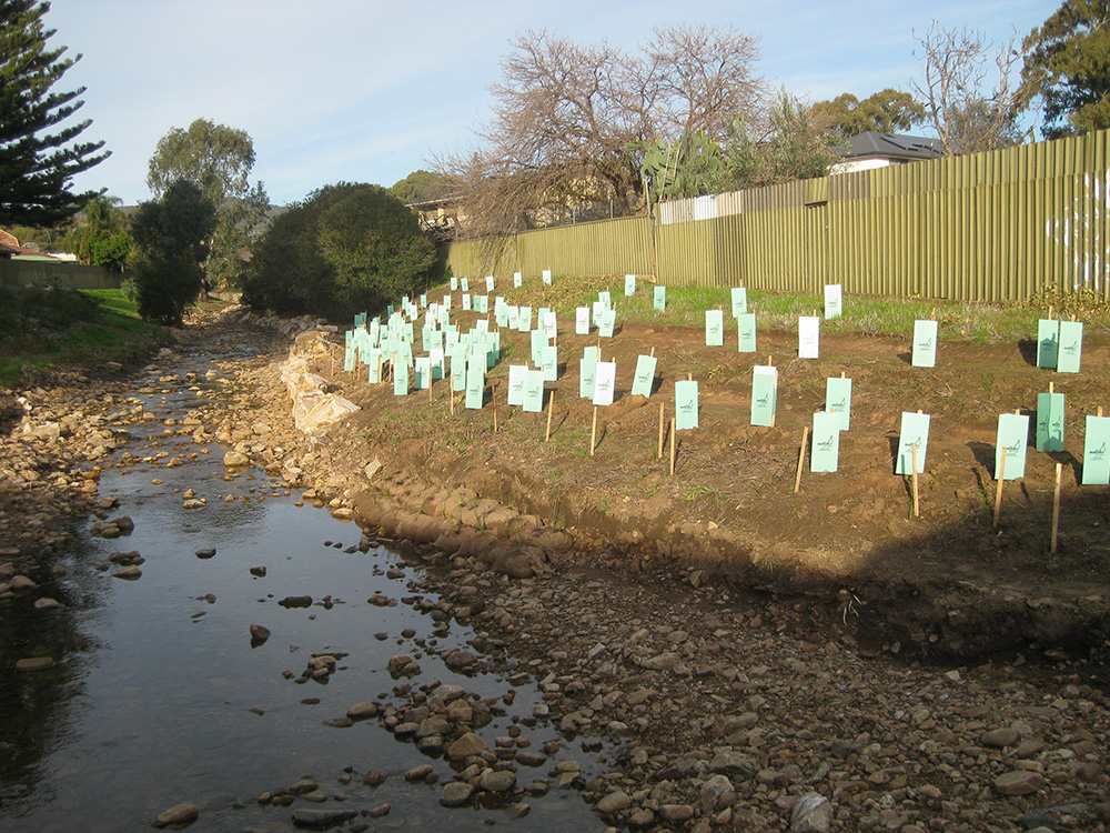 The bank of a creek with new plantings as erosion control.