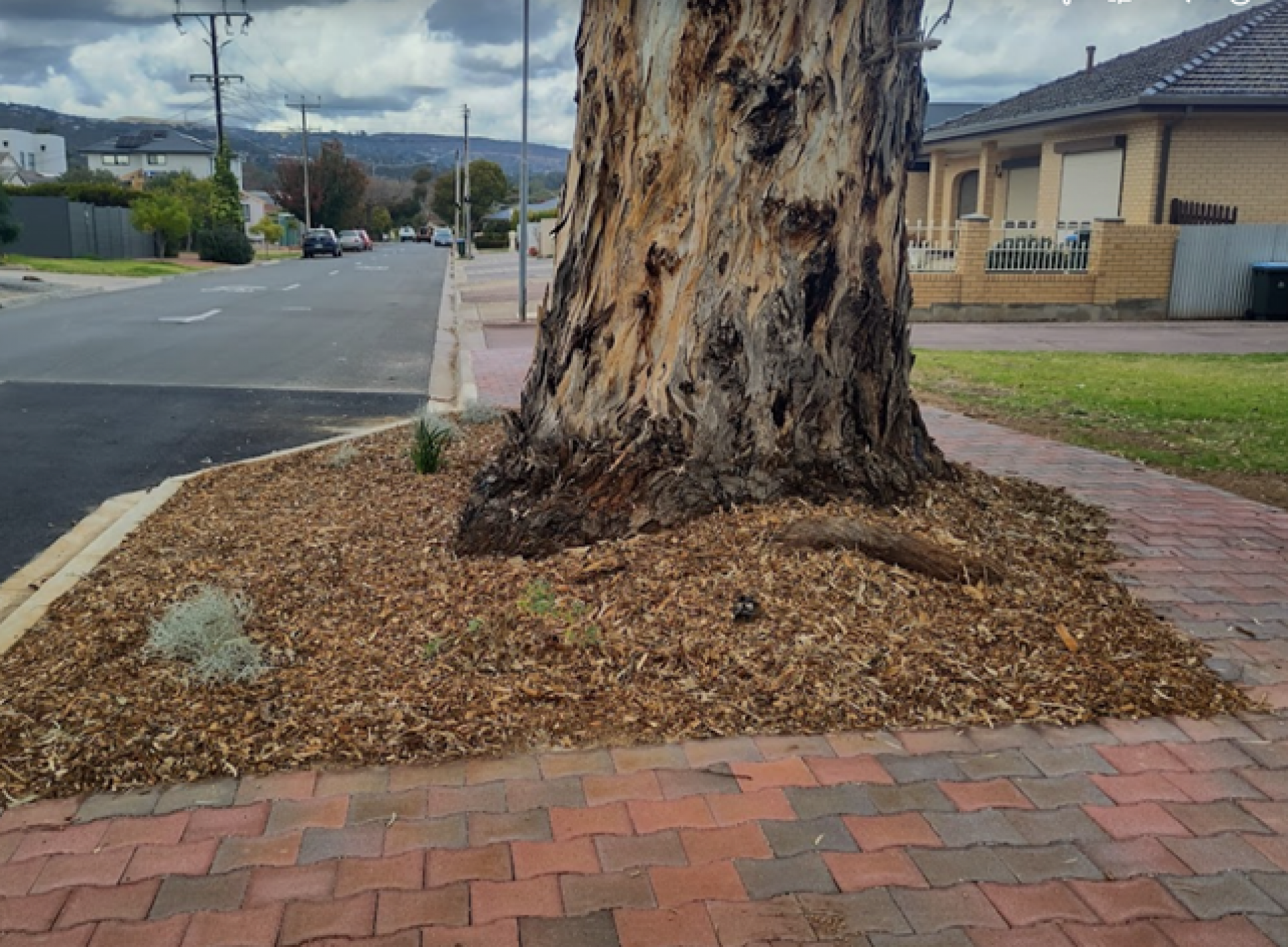 An expanded verge to allow more space for a mature tree.