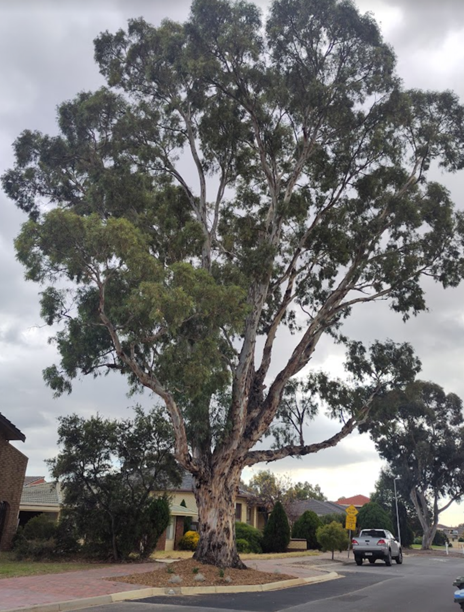 An expanded verge to allow more space for a mature tree.