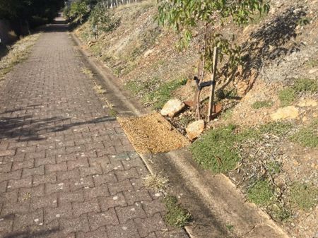 A spoon drain with a section of permeable surface to allow water to reach a tree.