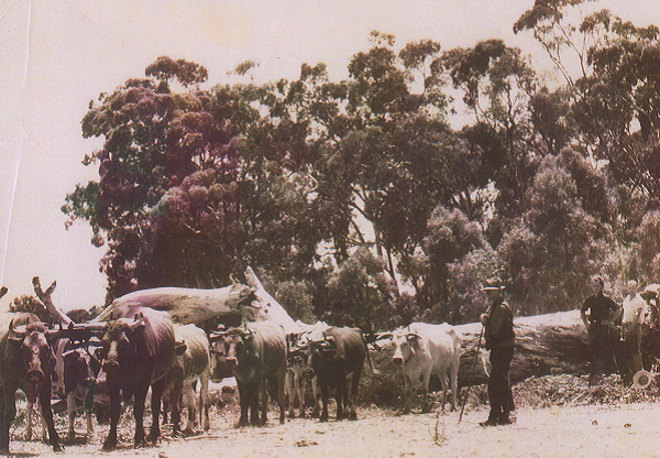 Bullock track at Stradbroke Park near Montacute Road, 1935.